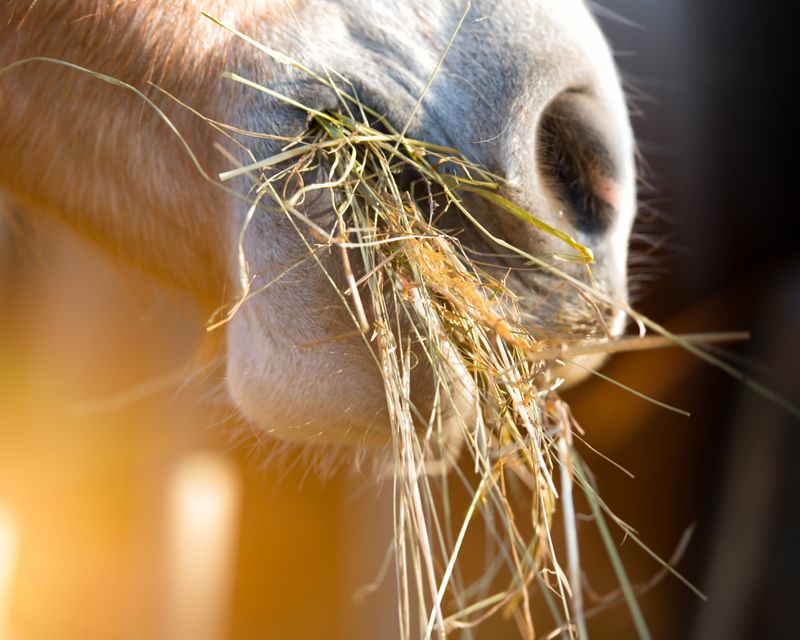 caring-for-a-horse.jpg