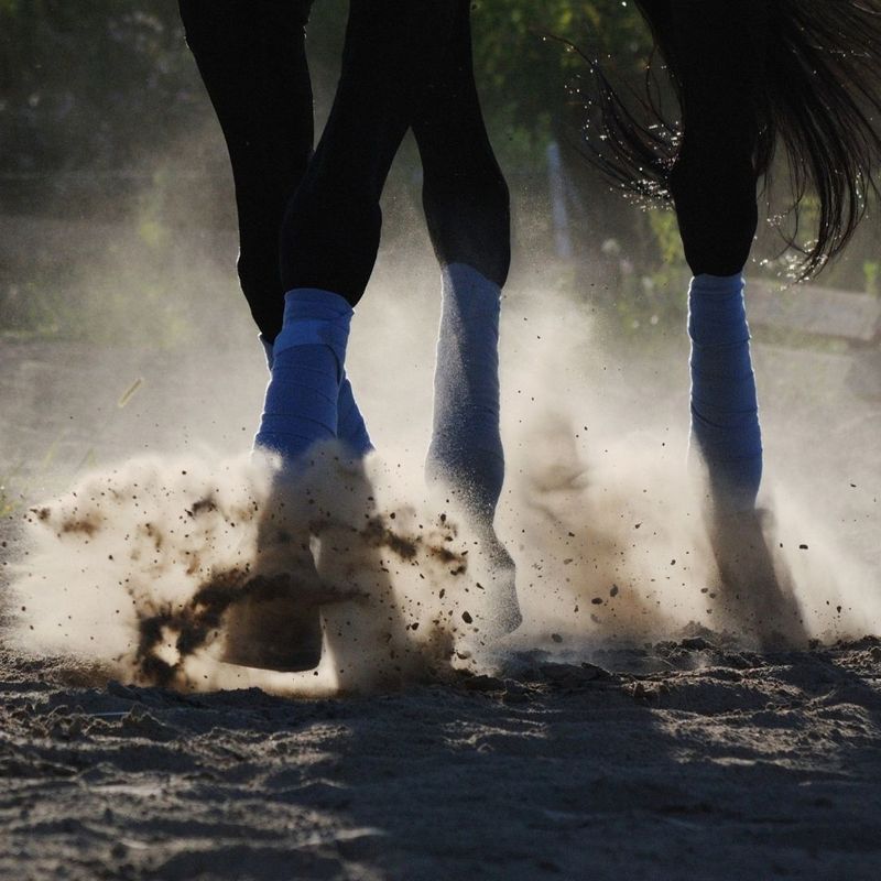 horse running in dirt