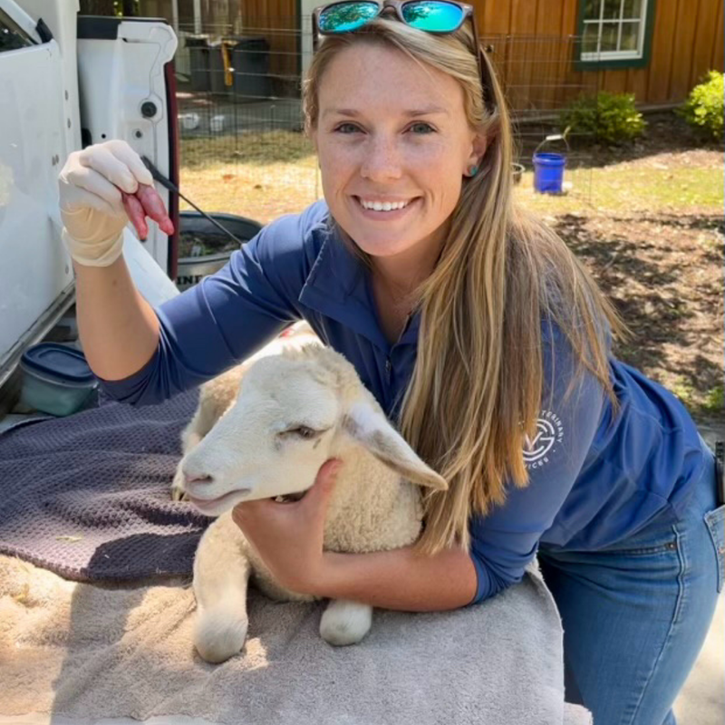 Preparing Your Goats and Sheep for Kidding Season 4.png