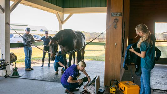 employees attending to horse