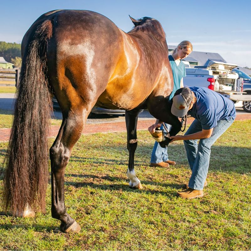 outdoor hoof inspection