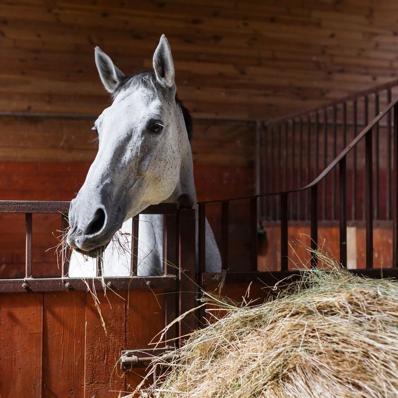 horse with hay