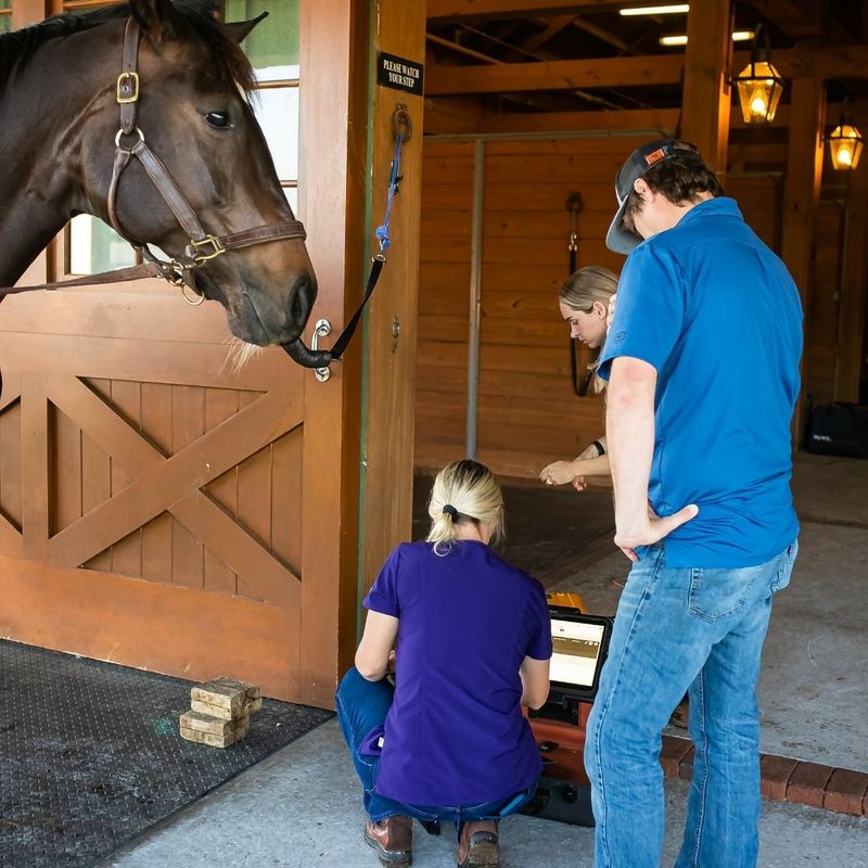 vet using technology during vet appointment with horse