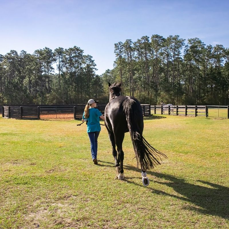 Respiratory distress in horses is never normal 2.jpg