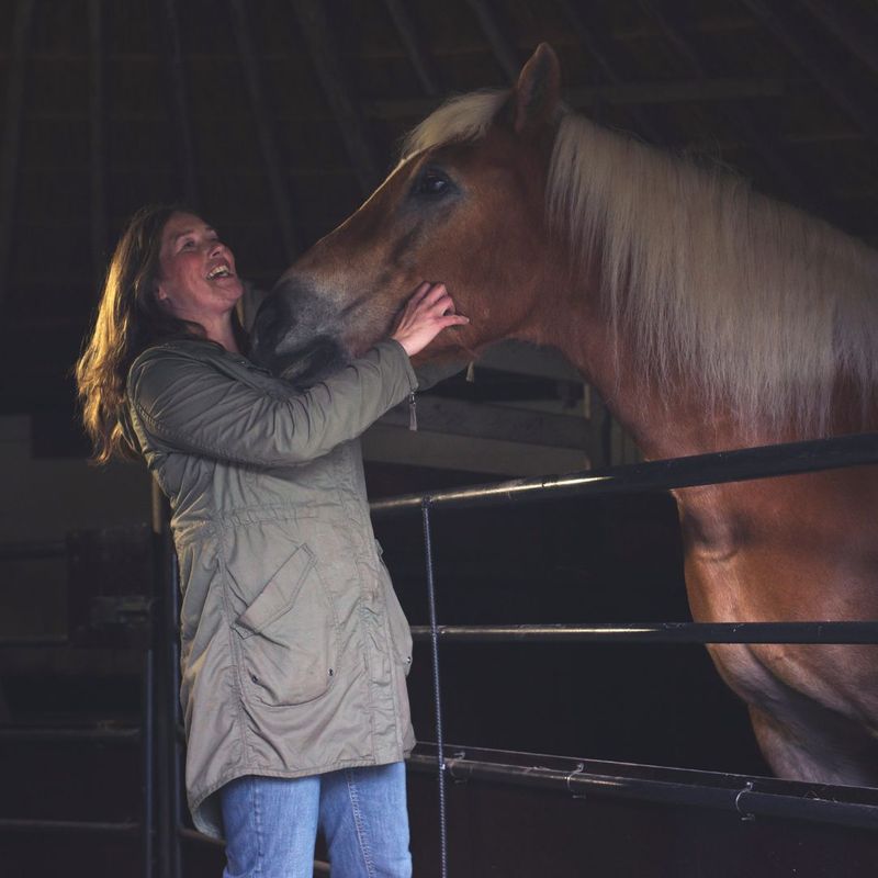 petting horse