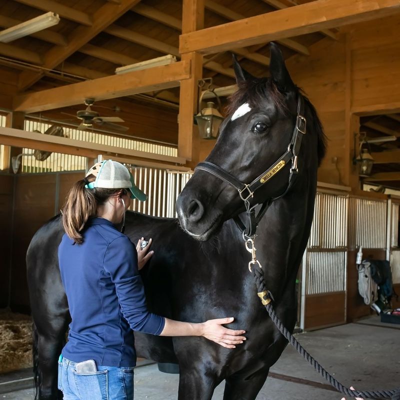 Respiratory distress in horses is never normal 5.jpg