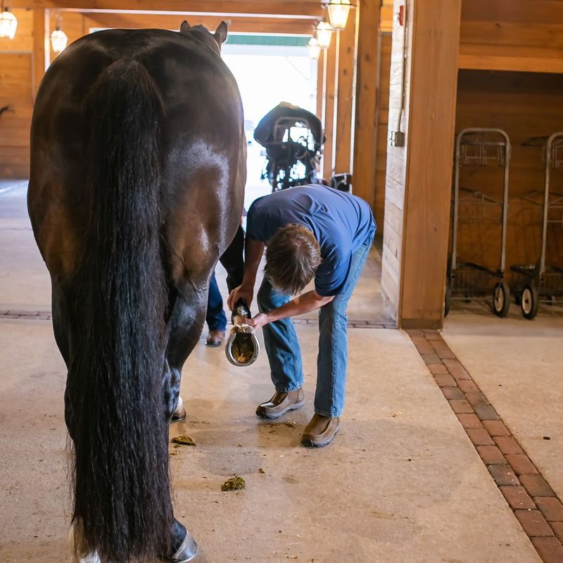 indoor hoof inspection