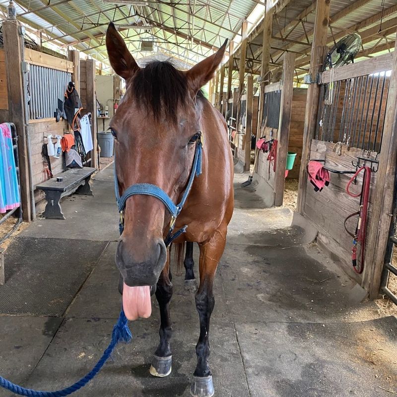 horse standing in barn with tongue hanging out