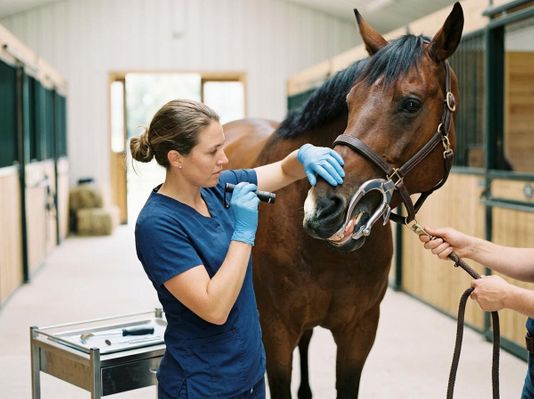 Veterinarian performing dental examination on a horse in a stable