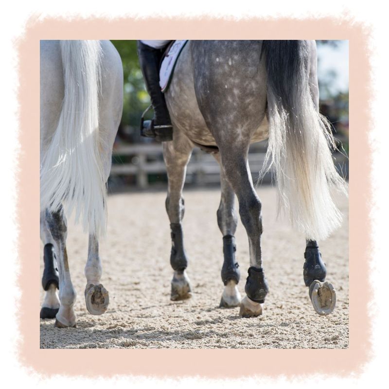 Fall Winter Tail Care Tips for Horse Owners-image3.jpg