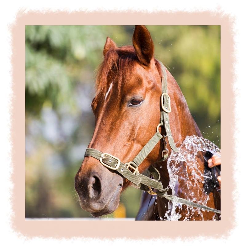 Washing the Horse