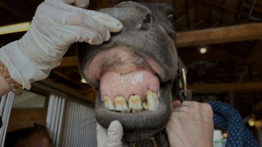 showing horse teeth