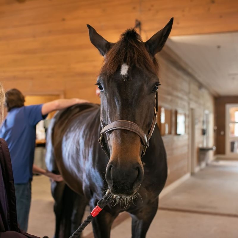 Respiratory distress in horses is never normal 4.jpg