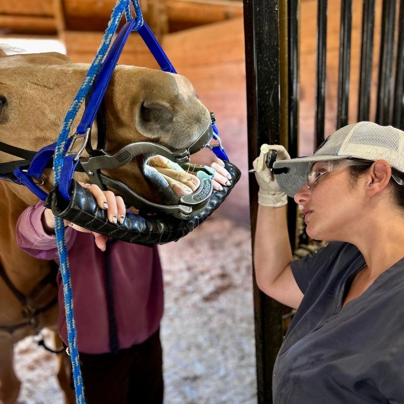 vet inspecting horse mouth