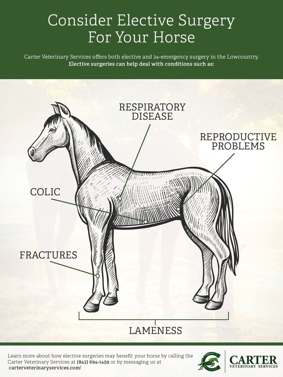 Consider Elective Surgery For Your Horse.jpg