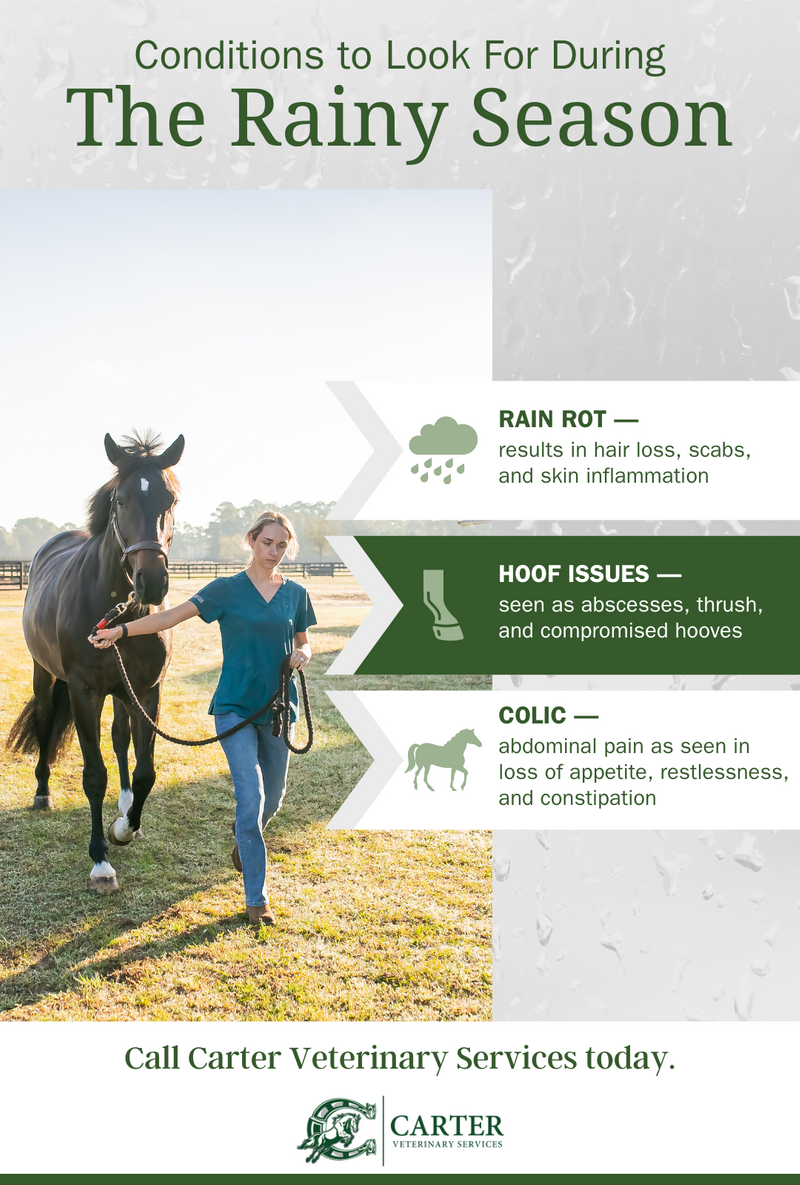 M28841 - Carter Veterinary Services - Conditions to Look Out For During the Rainy Season - Infographic.png
