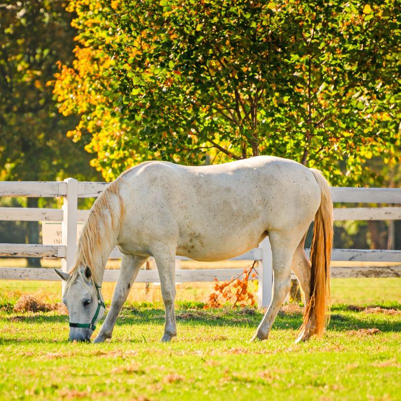 The Impact of Parasite Control on Horse Health3.jpg