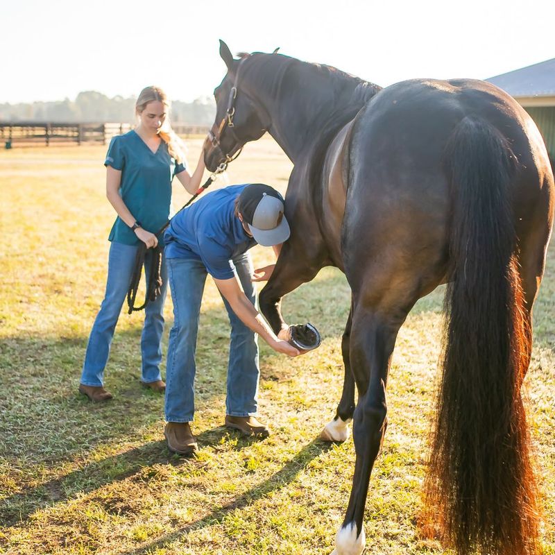 Equine Veterinarians: The Key to Optimal Performance