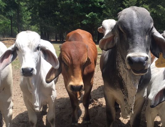 cow1.jpg