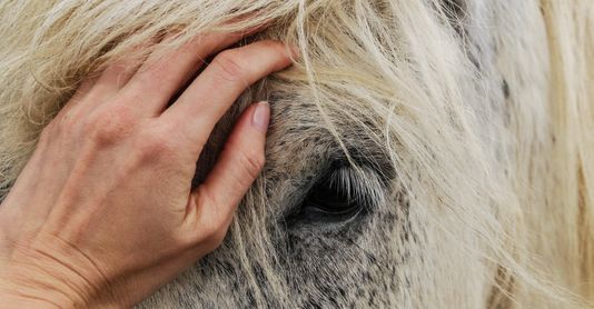 Hand petting a white horse