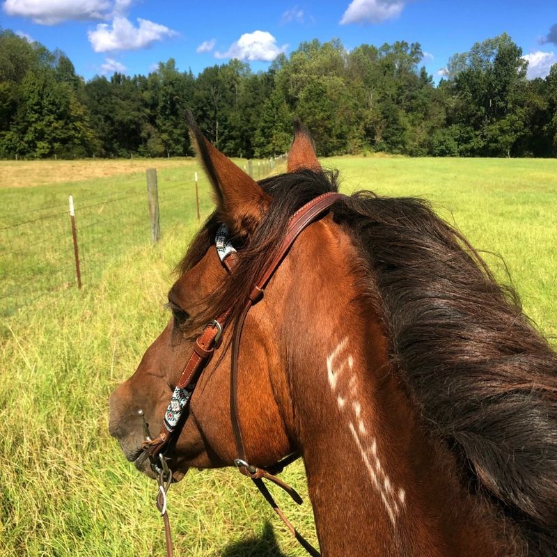 Recognizing Heat Stress in Your Horse Before You Ride - Image 2.jpg