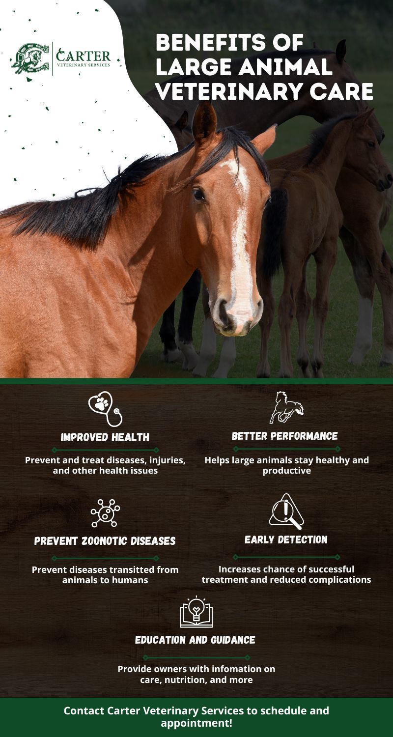 Benefits of Large Animal Veterinary Care.jpg