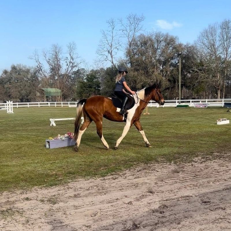 woman getting her horse out for exercise