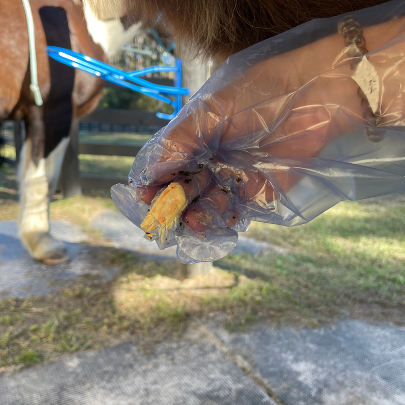 Essential Guide to Equine Sheath 1.png