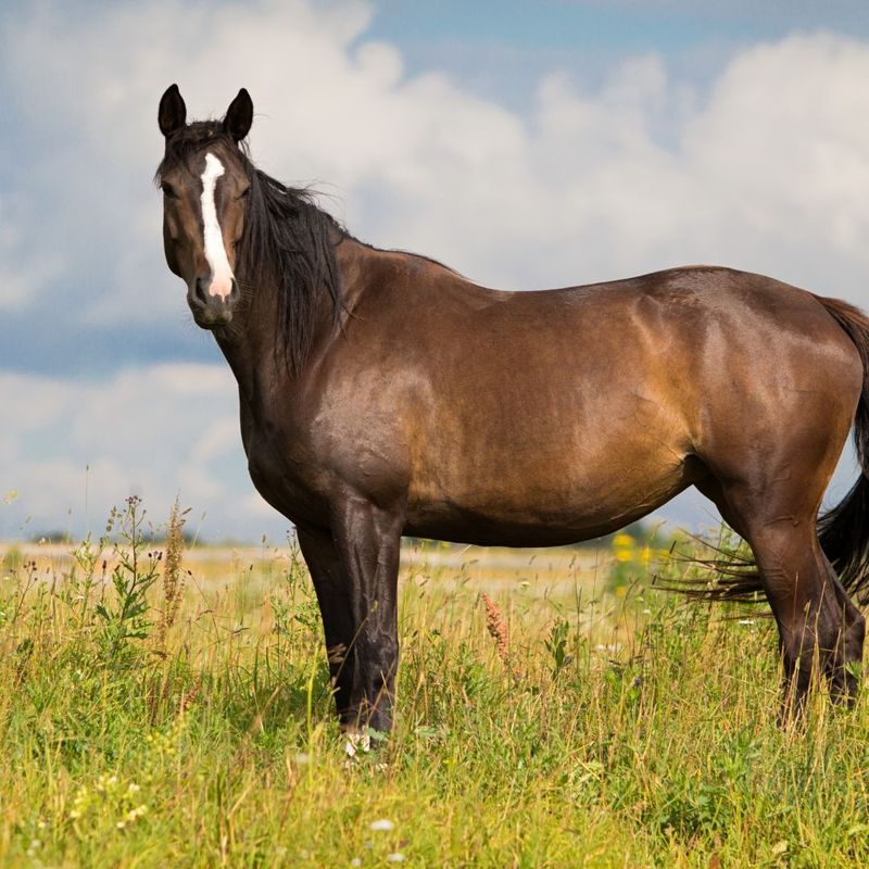 horse standing in pasture