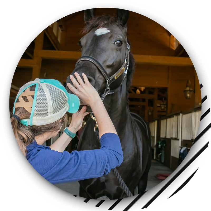 Vet working with a black horse