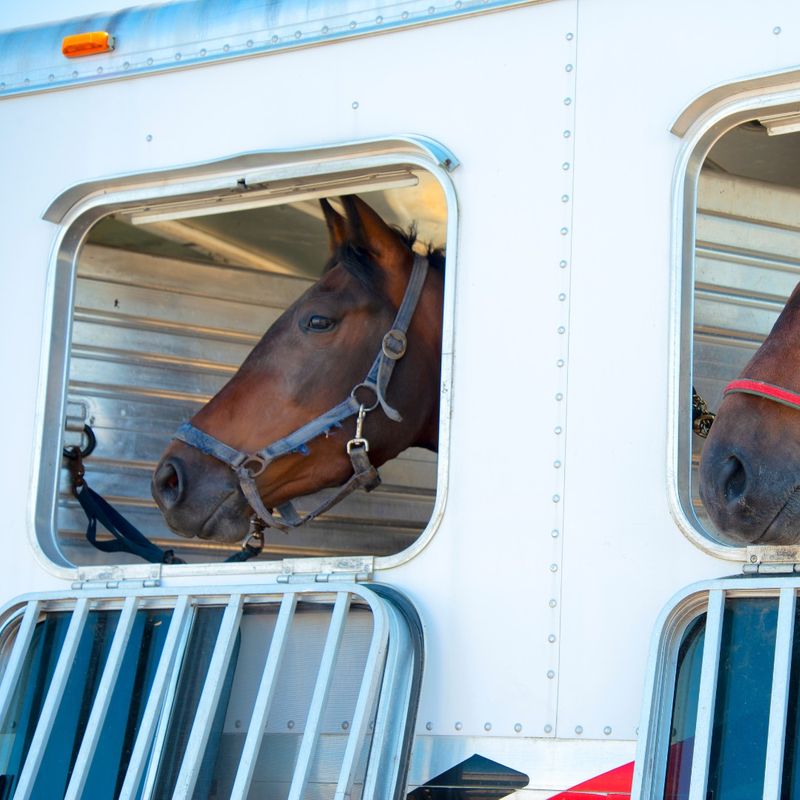 Horse in travel trailer
