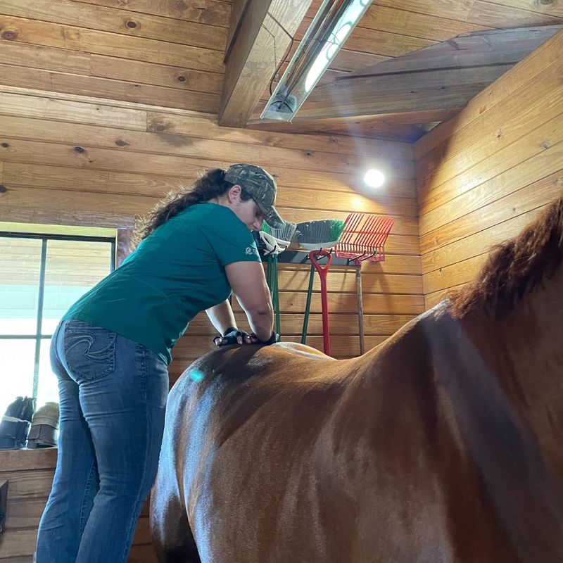 Benefits of Equine Chiropractic Care 6.jpg