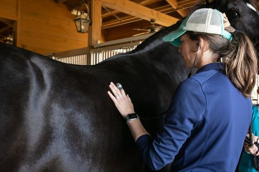 What To Look For in a Horse Vet