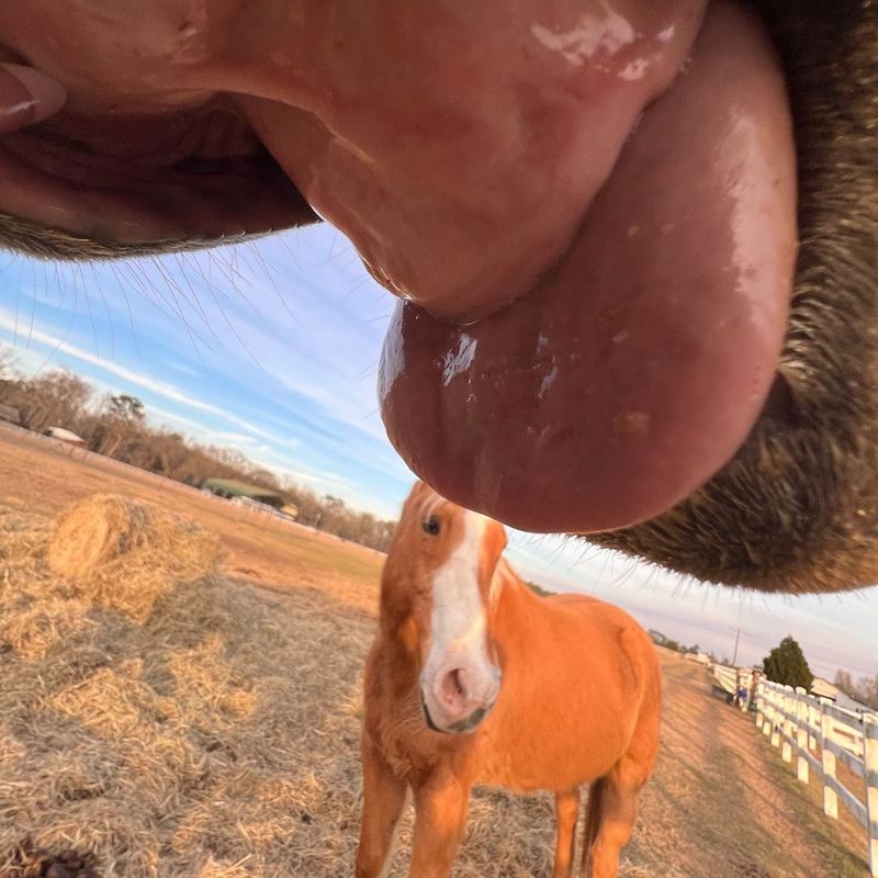 close up of horse's tounge