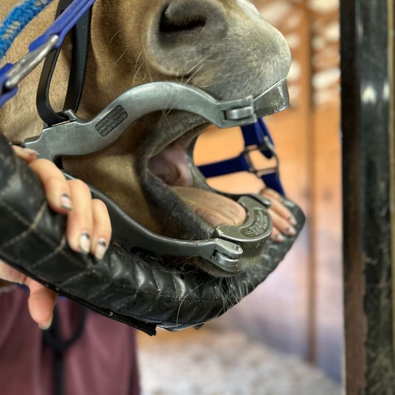 horse with equipment on to make it easier to view teeth