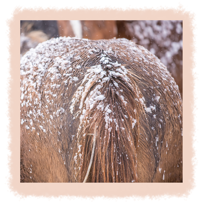 Fall Winter Tail Care Tips for Horse Owners-image2.png