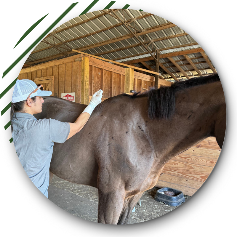 Equine vet with a horse