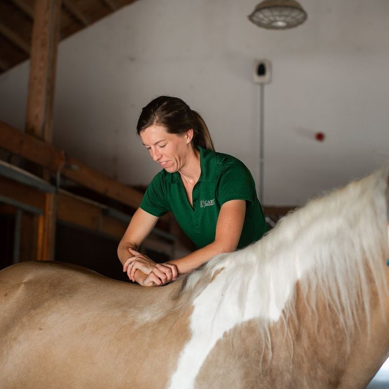 Pre-Purchase Exams - Image 4.jpg