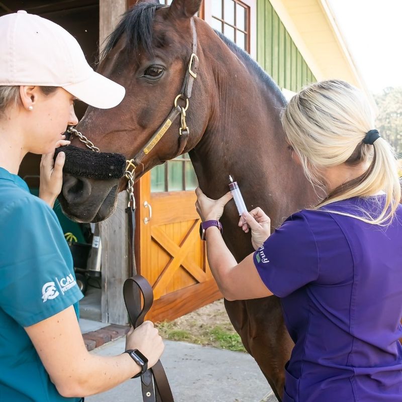 vet injecting horse