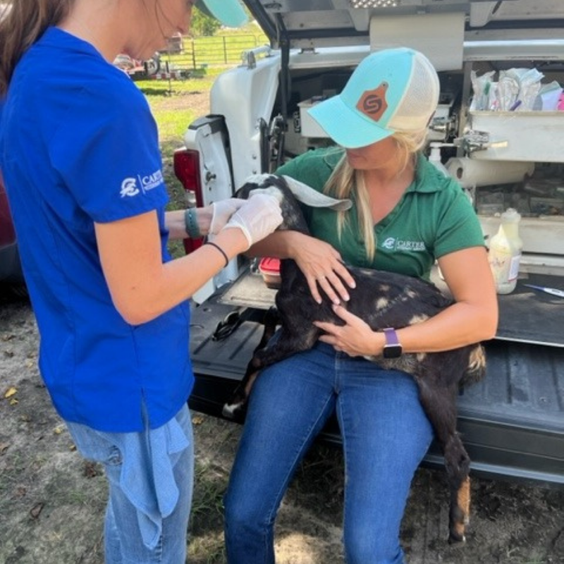 Preparing Your Goats and Sheep for Kidding Season 3.png