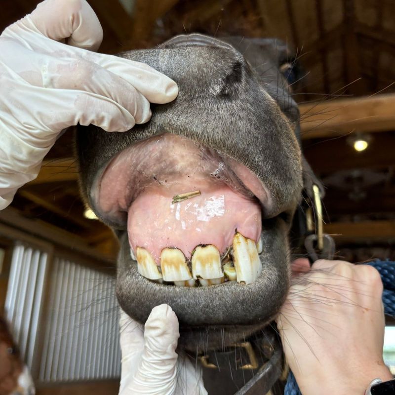 How Dental Issues Can Affect Your Horse%CE%93ÇÖs Performance - 1.jpg