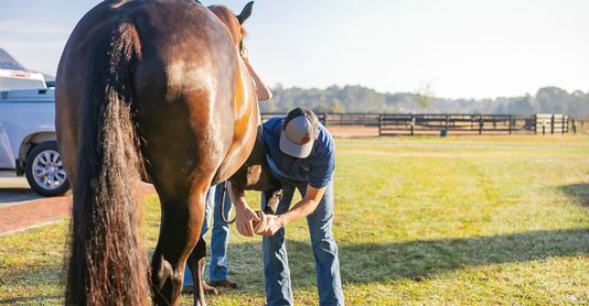 M28841 - Blog - Hero Picture - How To Provide Relief During Allergy Season For Your Horse  (1).jpg