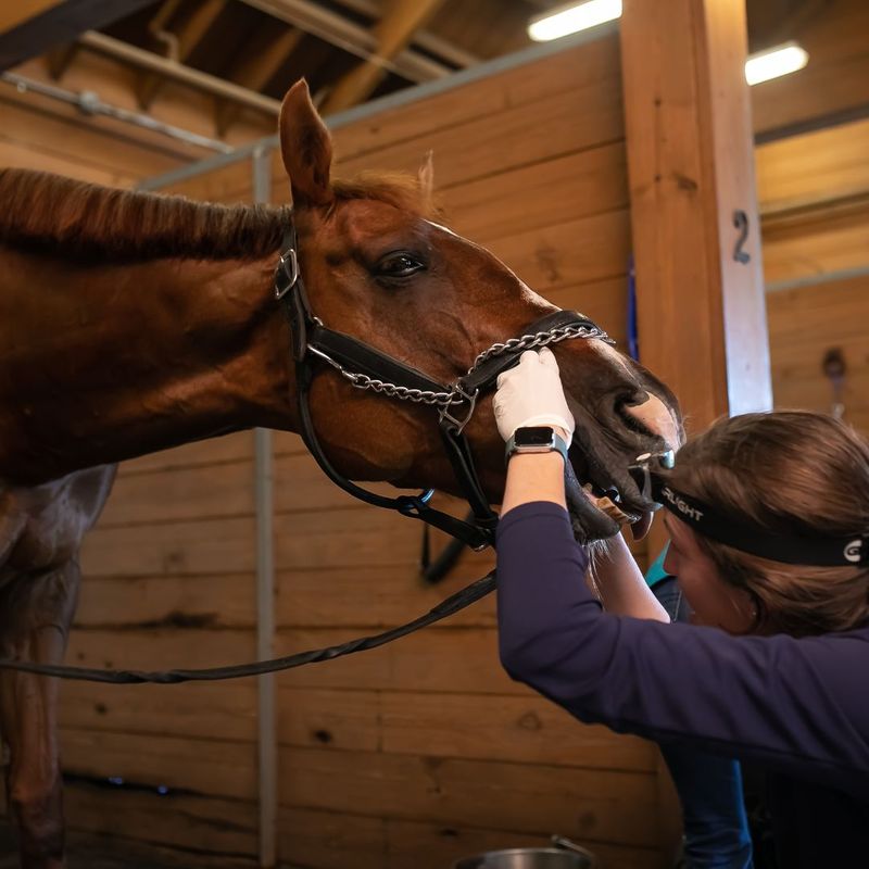 employee checking horses teeth