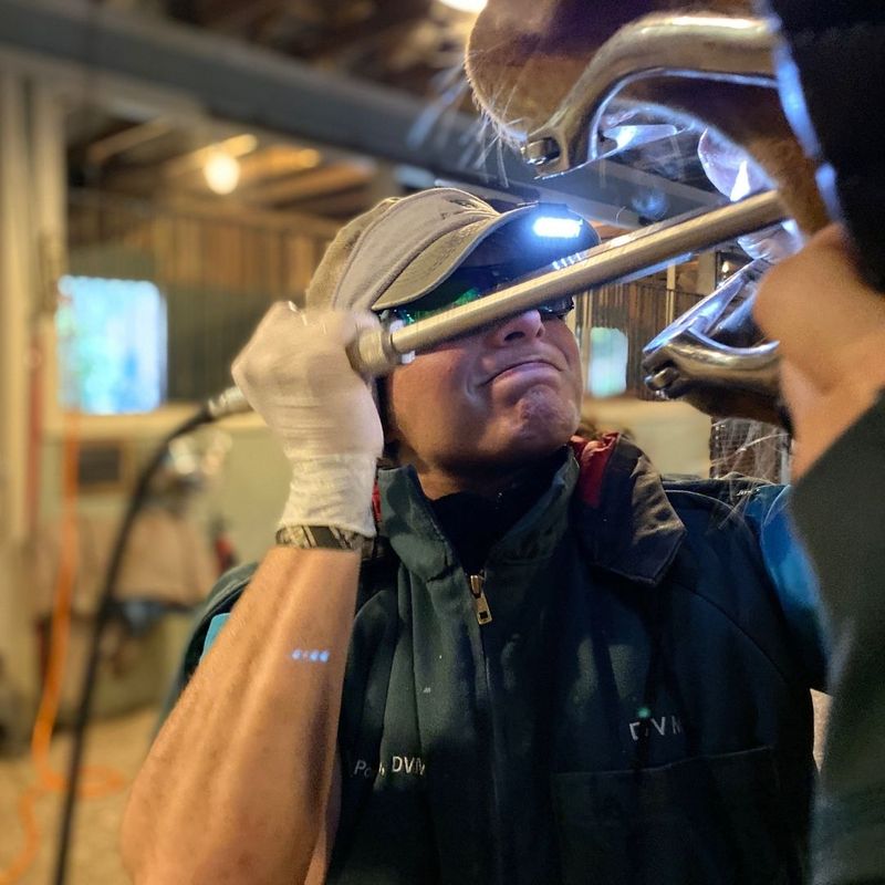 vet inspecting horse mouth