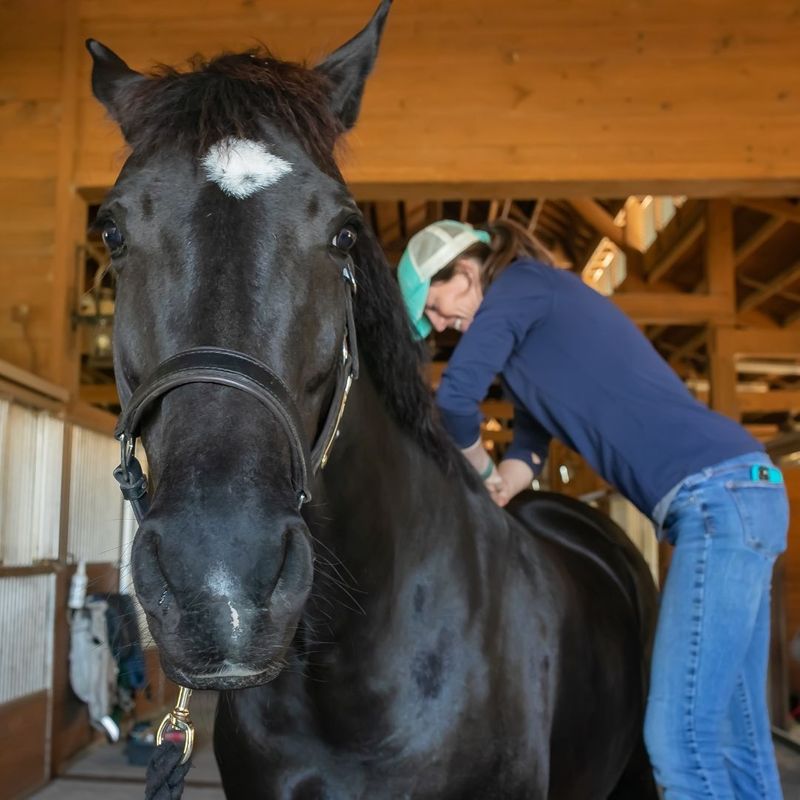 Respiratory distress in horses is never normal 3.jpg