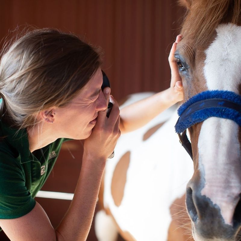 Equine Ophthalmology - Image 1.jpg