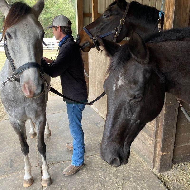 horse getting an exam