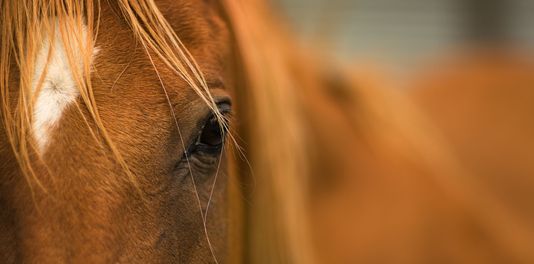 How to Choose the Right Equine Vet