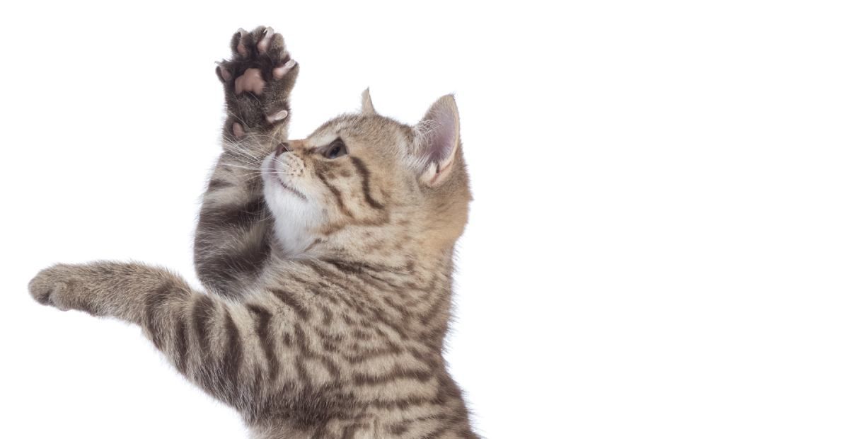11 Tips for Home Cat Care featured image a.jpg