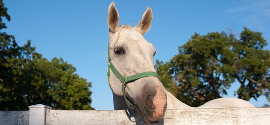 4 Reasons to See An Equine Vet Immediately